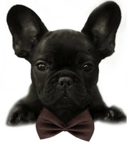 Brown Dog Bow Tie - Small & Medium