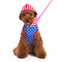 USA Patriotic Easy-D Harness Hoodie