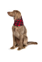 Gold Paw Dog Fleece Snood