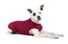 Gold Paw Stretch Fleece - Garnet