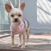 EasyGO Pineapple Pink Dog Harness