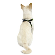 Escape Free Sport Pet Dog Harness - Lime Green