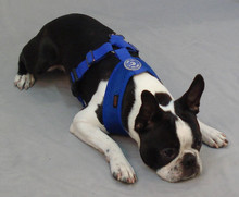 Freedom II Pet Dog Harness - Hunter Green