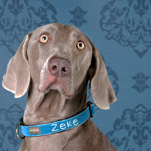 Teal Velvet Dog Collar & Optional Leash - Zack
