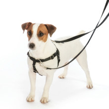 Teal Freedom No-Pull Dog Harness & Optional Leads