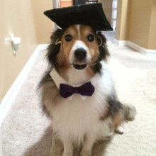 Dog Black Graduation Cap