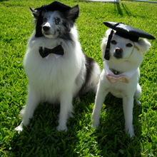Dog Black Graduation Cap