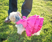 Pink Sapphire Couture Designer Madison Dog Dress