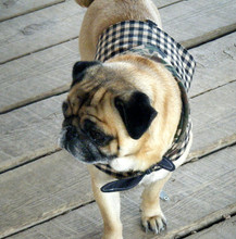 Black & Tan Check Dog Harness