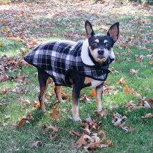 Alpine Sherpa Lined Dog Coat - White/Black Plaid