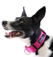 Standard Dog Martingale Collar - Fuchsia Pink