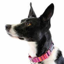 Standard Dog Martingale Collar - Sunset