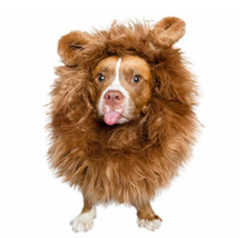 Lion Mane Costume for Medium and Big Dogs