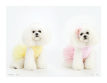 Puppy Angel Tutu Dog Dress - Pink