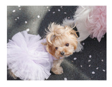 Puppy Angel Tutu Dog Dress - Pink-1