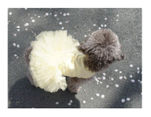 Puppy Angel Tutu Dog Dress - Dark Gray