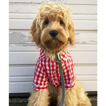 FabDog Blue Plaid Button Down Dog Shirt 