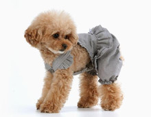  Puppy Angel Carina Volume Dog Pant Overall - Gray 