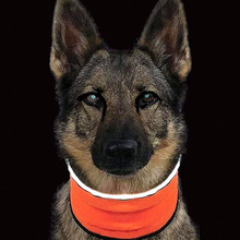 MuTTravel ViziNek Dog Reflective Neck Wrap