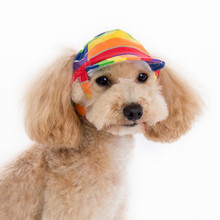 Dogo Pet Rainbow Pet Dog Visor / Hat