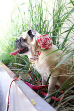 Mimi Green Corsage Canvas Dog Collar and Optional Leash