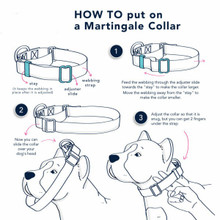 How to put on a martingale dog collar image