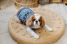 Light Blue Fairisle Wool Dog Sweater