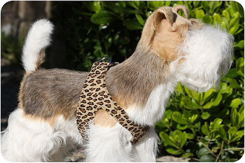Cheetah Dog Harness by Susan Lanci Designs