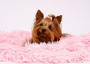 Puppy Pink Plush Shag Dog Blankets - Susan Lanci