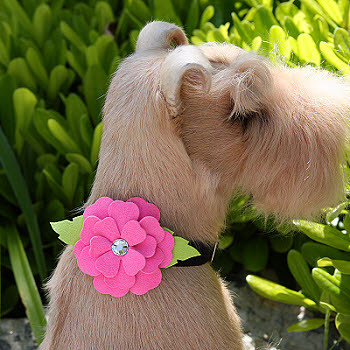 Collar Slider - Tinkie's Garden - Susan Lanci