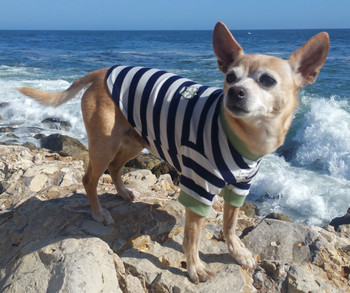 Crown Striped Dog Tee