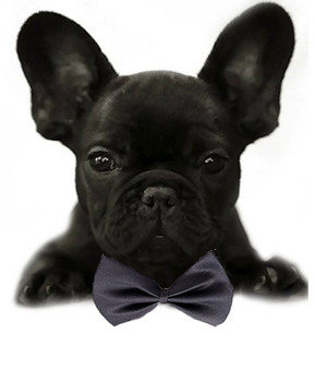 Dark Gray Dog Bow Tie - Small & Medium