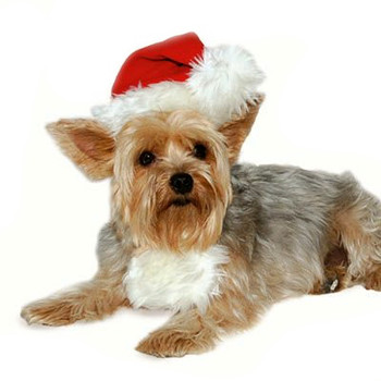 Santa Dog Hat