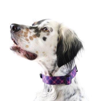 Standard Dog Side Release 1" Collar - Mulberry Plaid