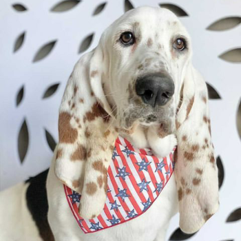 Americana Stars & Stripes Dog Pet Dog Bandanas