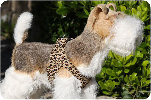 cheetah dog harness