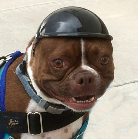 dog motorcycle helmet full face