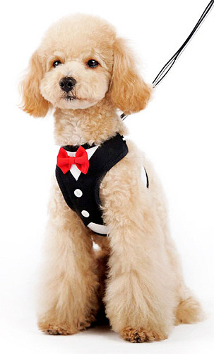 bow tie harness