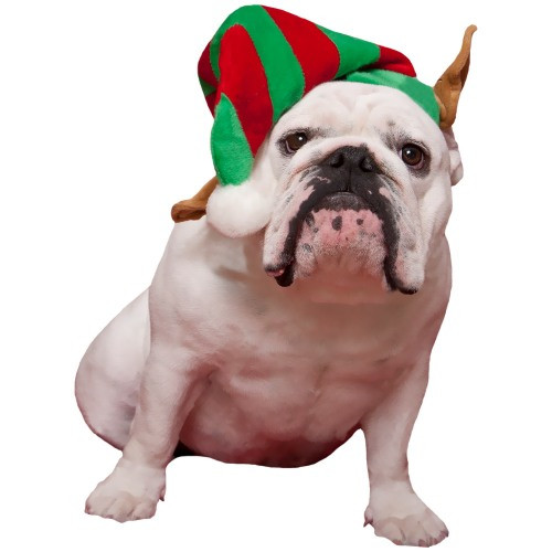 Elf Pet Dog Hat
