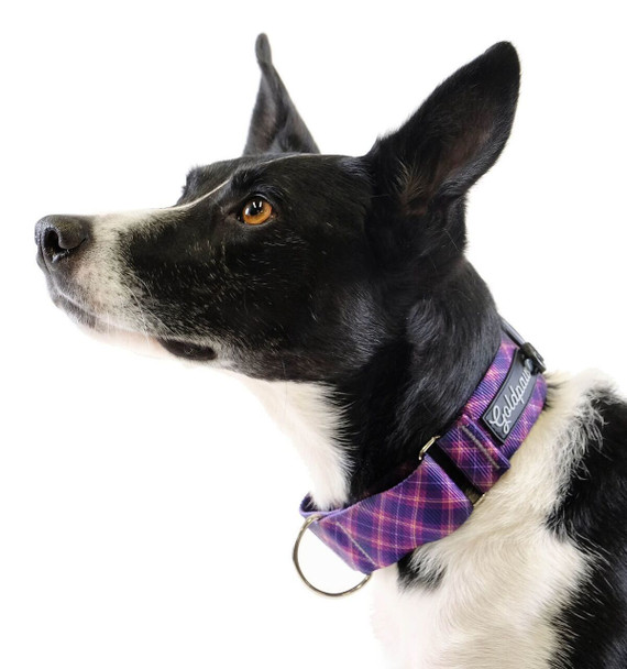 Standard Dog Martingale Collar - Mulberry Plaid