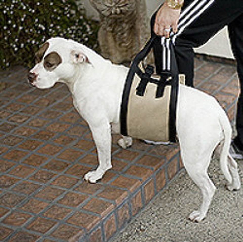 Canine harness for mobility Clearance