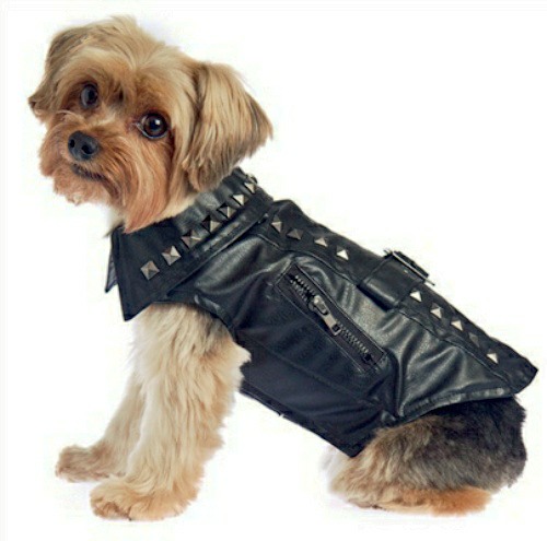 StuddedBiker_JacketDog-