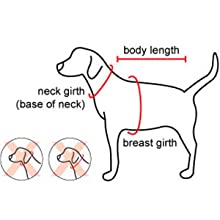 dog.jpg dog.jpg