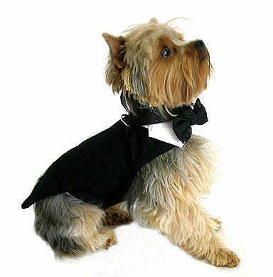 floral embroidered formal dress Parisian Pet