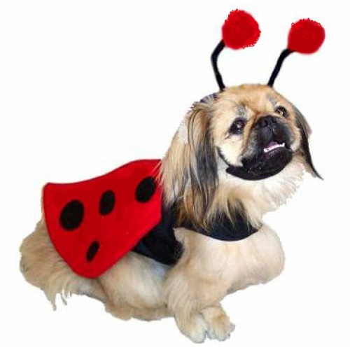 Miraculous Ladybug Pet Costume