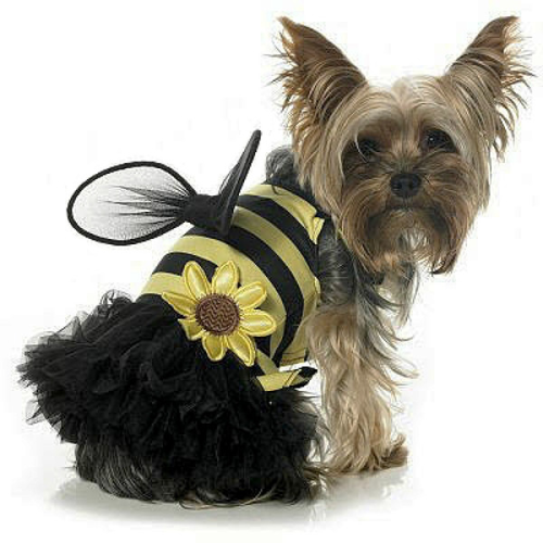Cute Busy Daisy Bee Dog Costume | PupRwear Dog Boutique