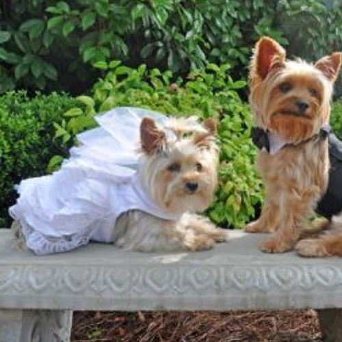 Dog Wedding Dress Set w/ Veil and Leash