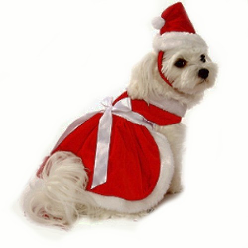 PupRwear Designer Dog Clothing, Doggie Couture