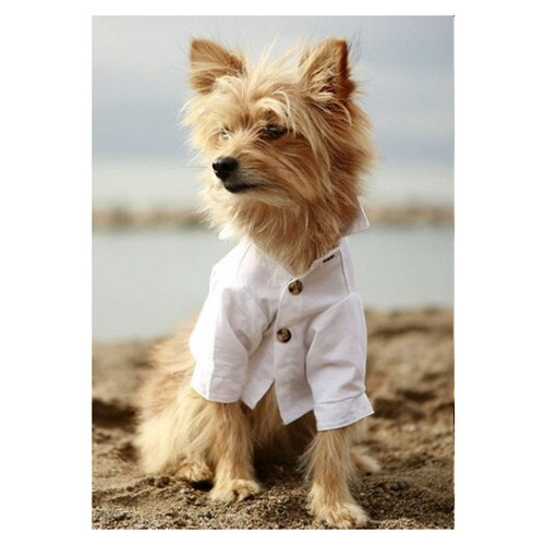 Rover White Cotton Club Dog Shirt | PupRWear Dog Boutique