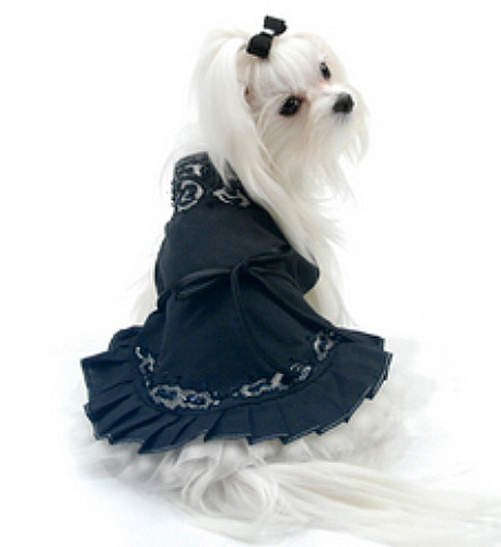 Midnight in Paris Dog Dress | Oscar Newman at PupRwear